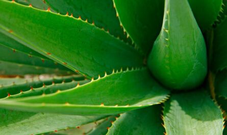 Un trésor naturel à Ibiza : l’Aloe Vera