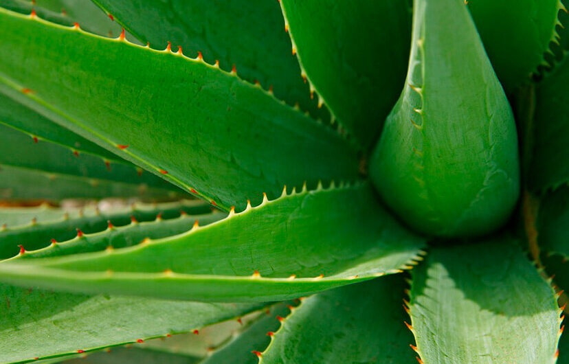 Un trésor naturel à Ibiza : l’Aloe Vera